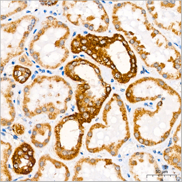 product-image-AAA28451_IHC7.jpg