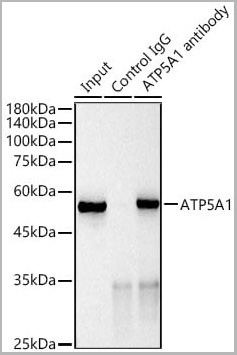 product-image-AAA28451_IP12.jpg