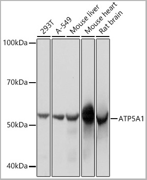 product-image-AAA28451_WB.jpg