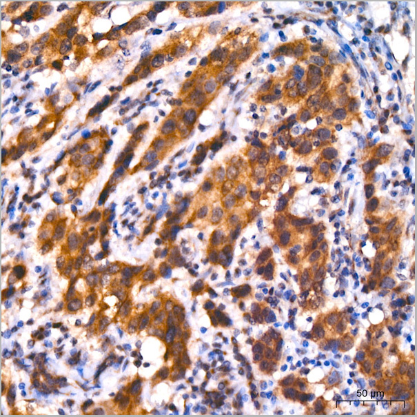 product-image-AAA28456_IHC4.jpg