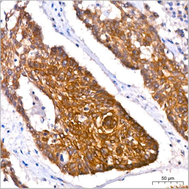 product-image-AAA28456_IHC5.jpg
