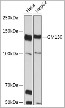 product-image-AAA28456_WB6.jpg