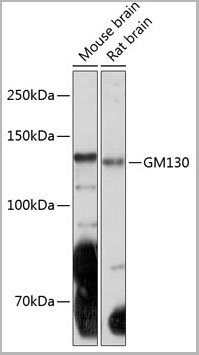 product-image-AAA28456_WB7.jpg