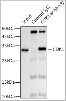 product-image-AAA28457_IP6.jpg