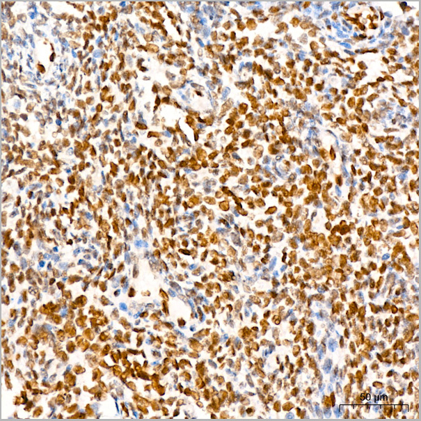 product-image-AAA28460_IHC2.jpg