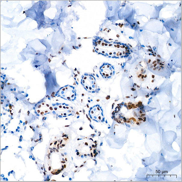 product-image-AAA28460_IHC4.jpg