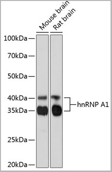 product-image-AAA28461_WB2.jpg