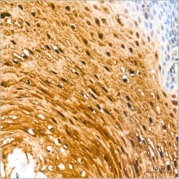 product-image-AAA28463_IHC4.jpg