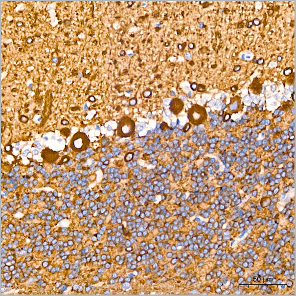 product-image-AAA28465_IHC4.jpg
