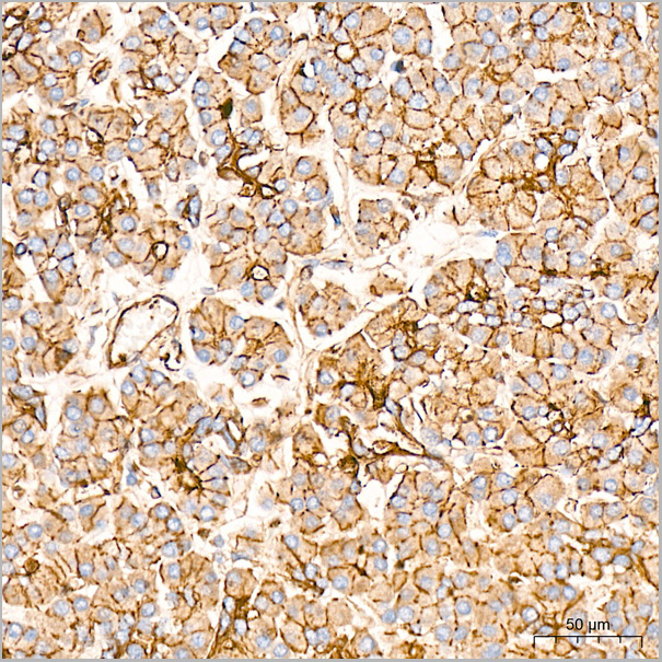 product-image-AAA28474_IHC3.jpg