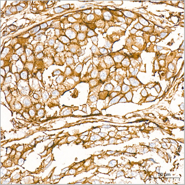 product-image-AAA28474_IHC4.jpg