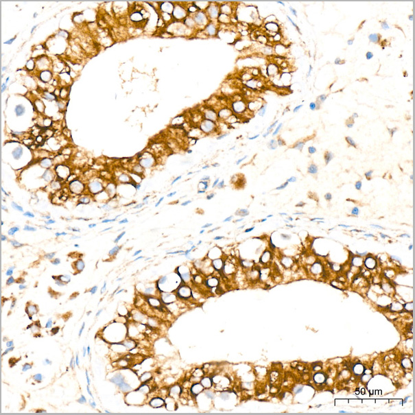 product-image-AAA28474_IHC5.jpg