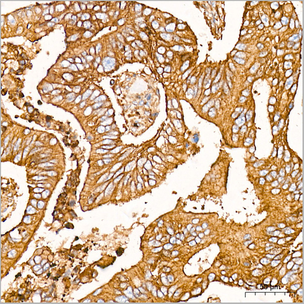 product-image-AAA28474_IHC6.jpg