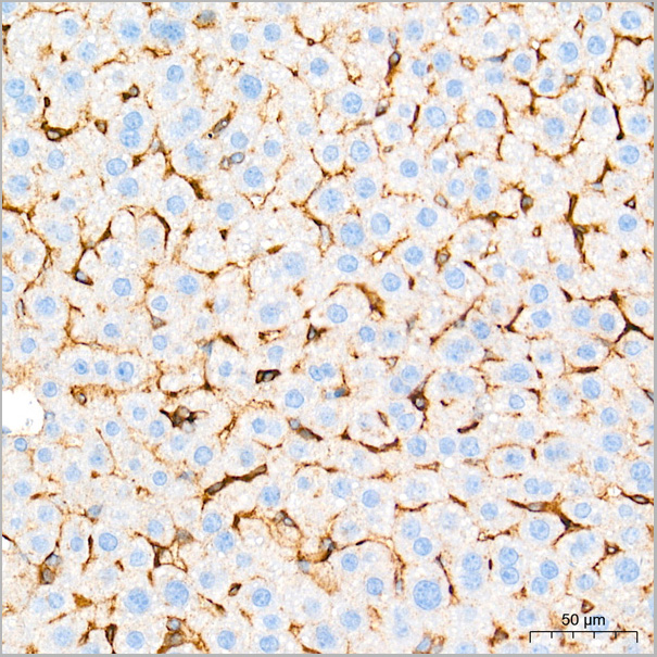product-image-AAA28480_IHC5.jpg