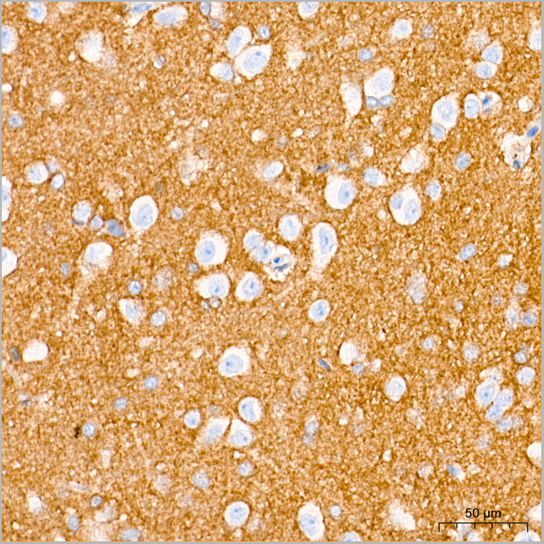 product-image-AAA28480_IHC7.jpg
