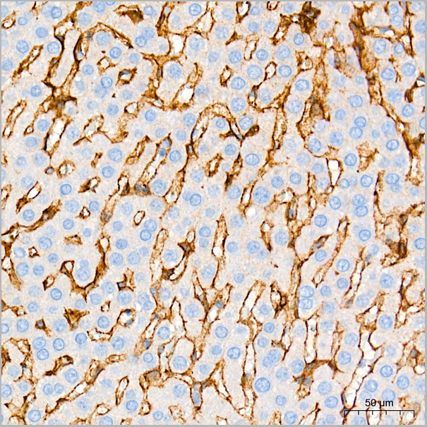 product-image-AAA28480_IHC8.jpg