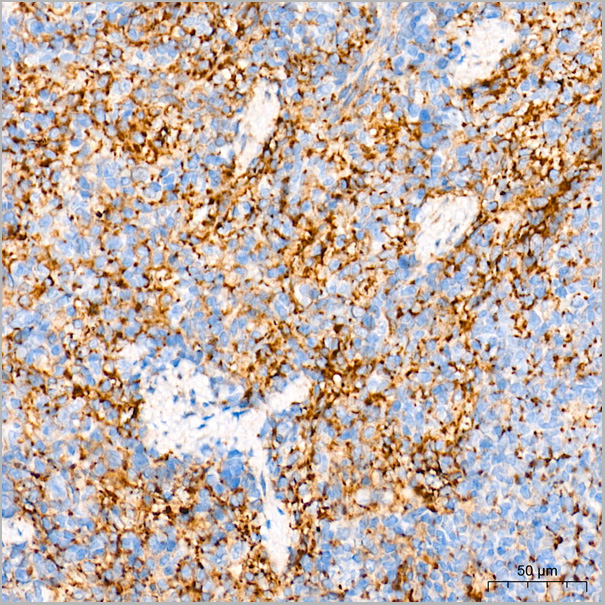 product-image-AAA28480_IHC9.jpg