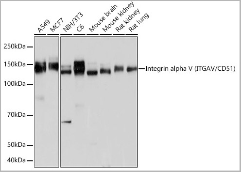 product-image-AAA28480_WB.jpg