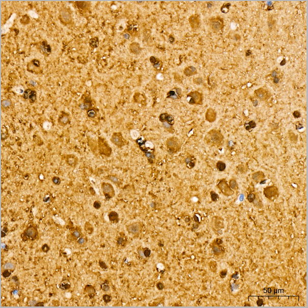 product-image-AAA28487_IHC7.jpg