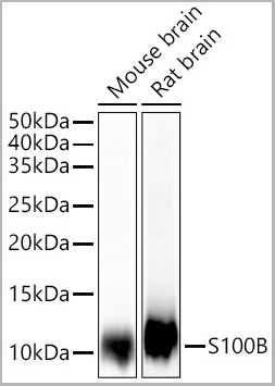 product-image-AAA28487_WB.jpg