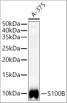 product-image-AAA28487_WB2.jpg