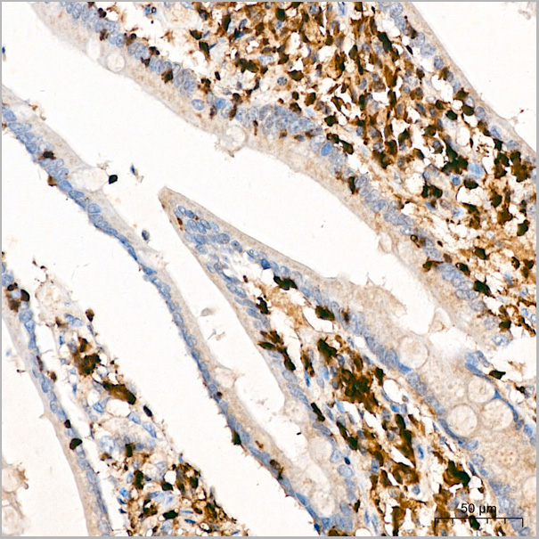 product-image-AAA28488_IHC3.jpg