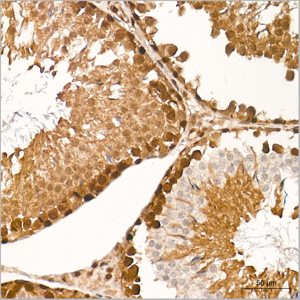 product-image-AAA28490_IHC8.jpg