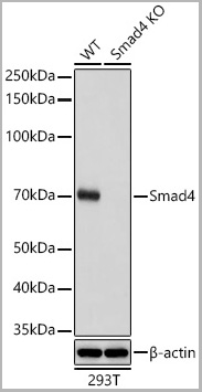 product-image-AAA28490_WB4.jpg