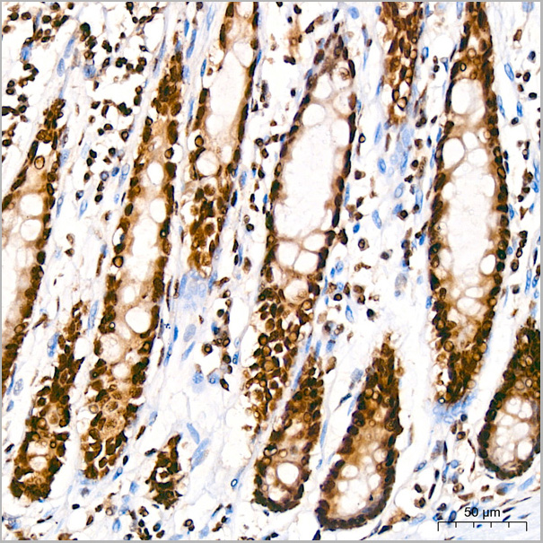 product-image-AAA28493_IHC7.jpg