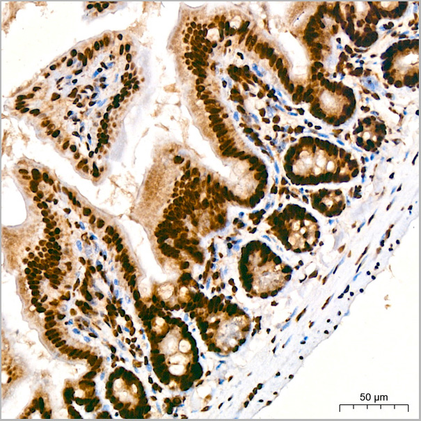 product-image-AAA28493_IHC8.jpg