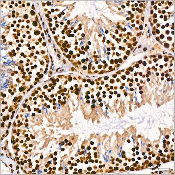 product-image-AAA28493_IHC9.jpg