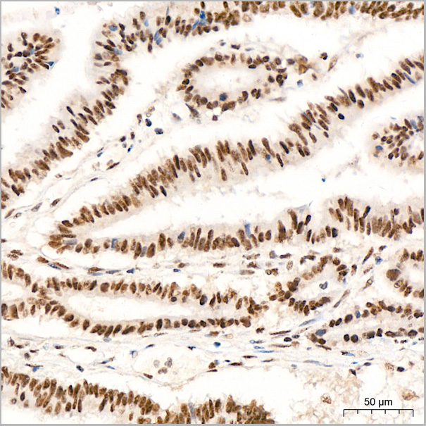 product-image-AAA28497_IHC6.jpg