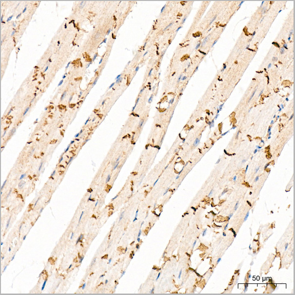 product-image-AAA28498_IHC6.jpg