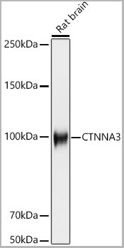 product-image-AAA28498_WB.jpg