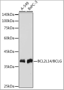 product-image-AAA28501_WB.jpg