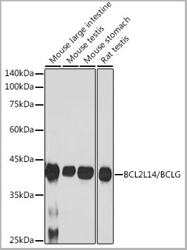 product-image-AAA28501_WB2.jpg