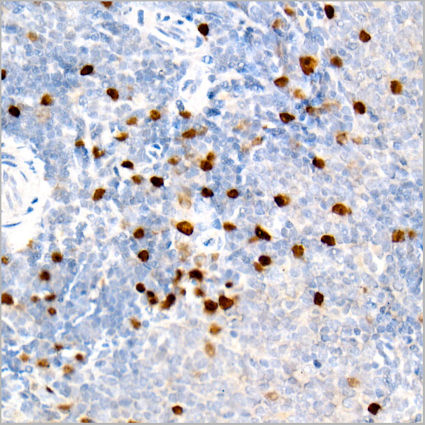 product-image-AAA28505_IHC3.jpg