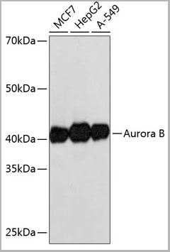 product-image-AAA28505_WB.jpg
