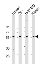 product-image-AAA285078_WB3.png