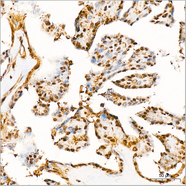 product-image-AAA28508_IHC3.jpg