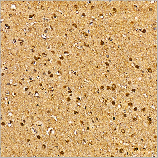 product-image-AAA28508_IHC4.jpg