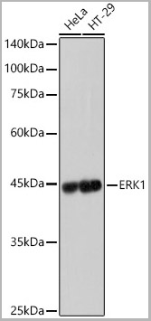 product-image-AAA28508_WB.jpg
