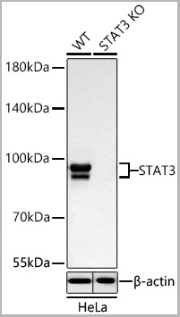 product-image-AAA28509_WB2.jpg