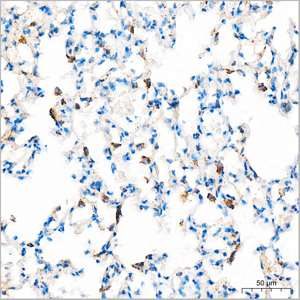product-image-AAA28512_IHC3.jpg