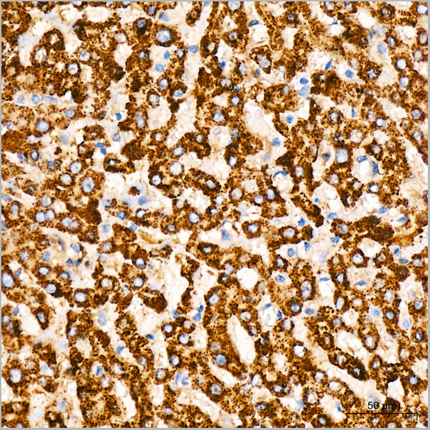 product-image-AAA28512_IHC4.jpg