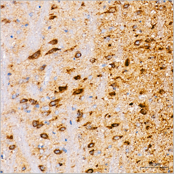 product-image-AAA28512_IHC5.jpg