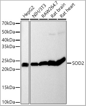product-image-AAA28512_WB.jpg