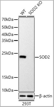 product-image-AAA28512_WB2.jpg