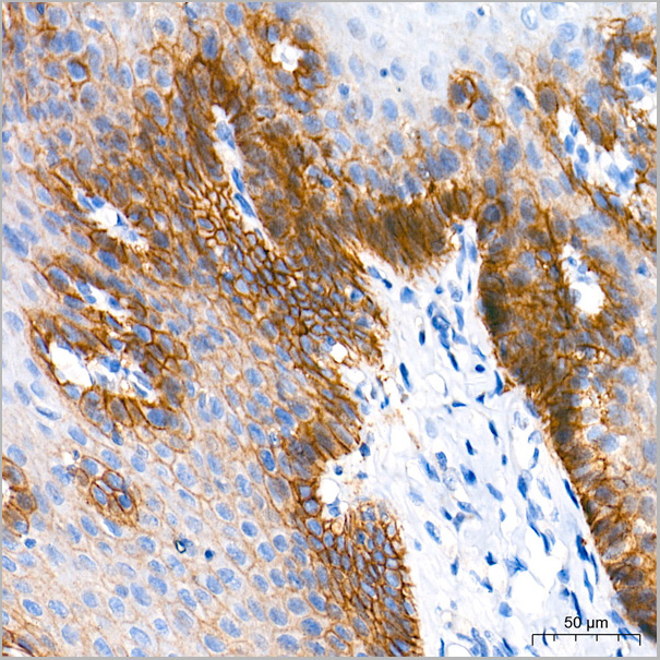 product-image-AAA28518_IHC3.jpg