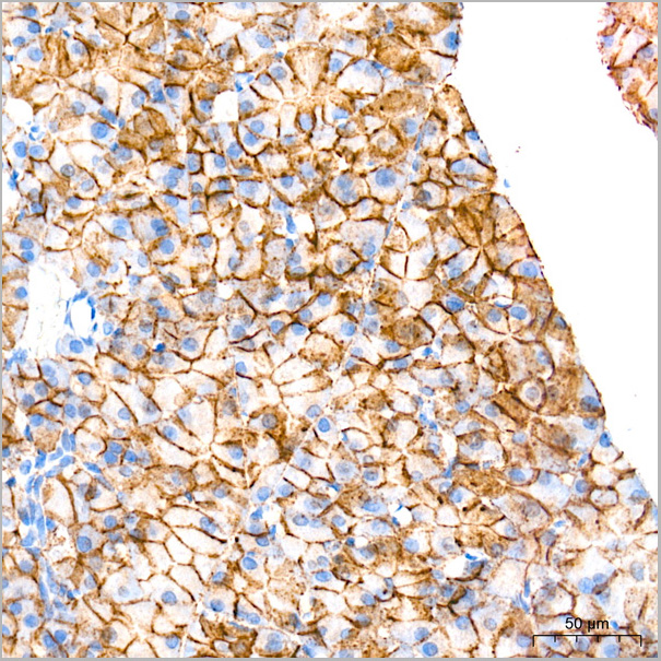 product-image-AAA28518_IHC5.jpg
